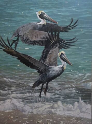 Brown Pelicans