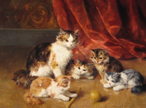 Kittens Playing