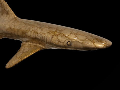 White Tipped Reef Shark