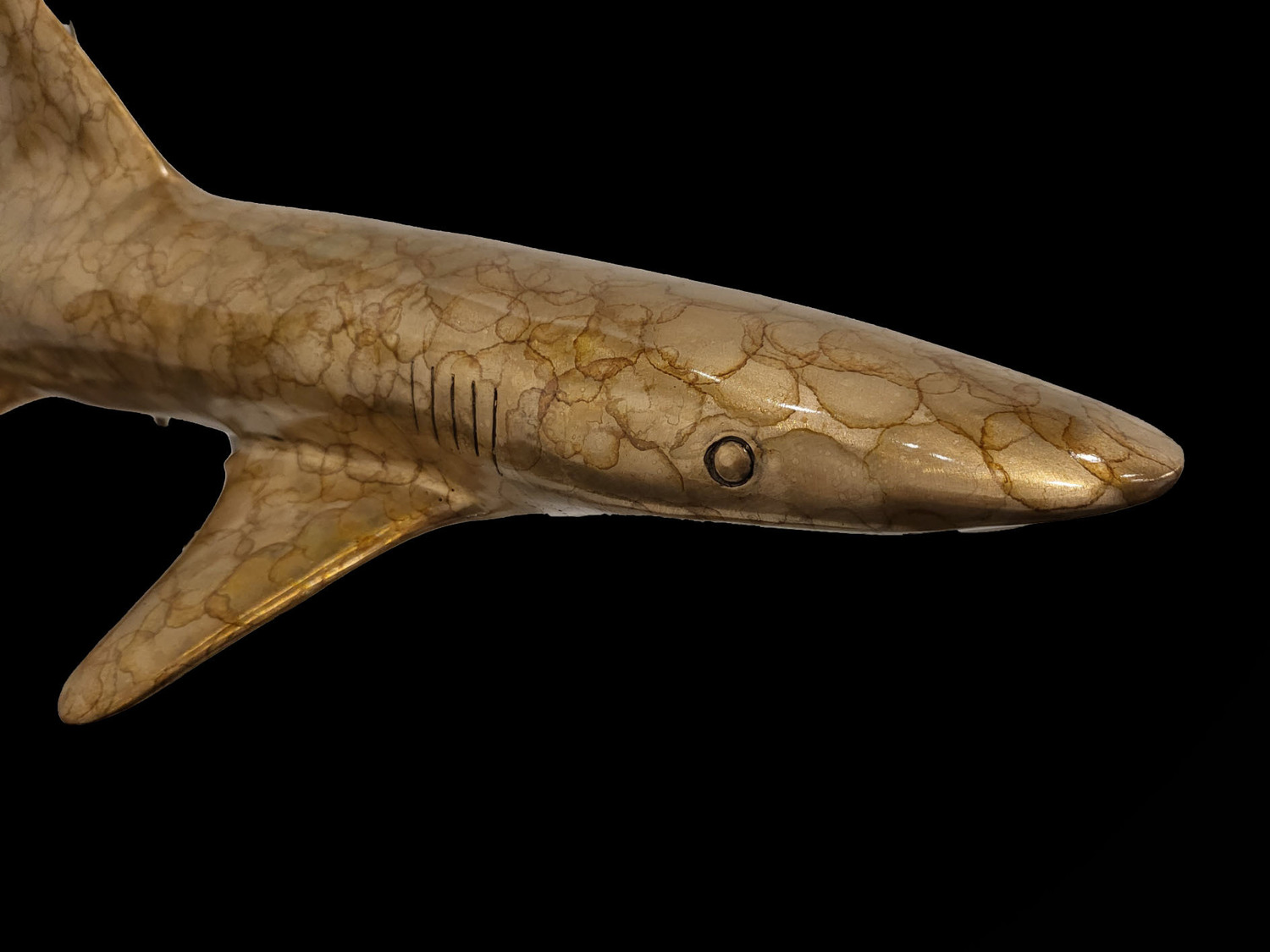 White Tipped Reef Shark