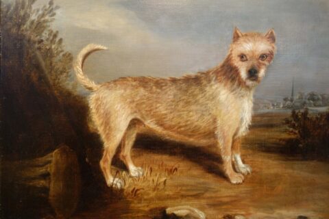 Terrier
