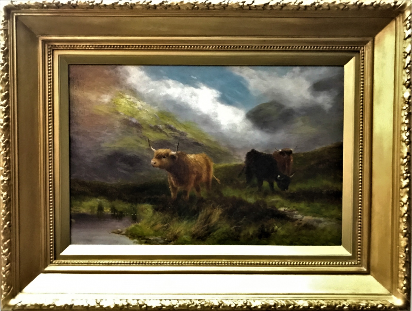 Daniel Sherrin - Highland Cattle
