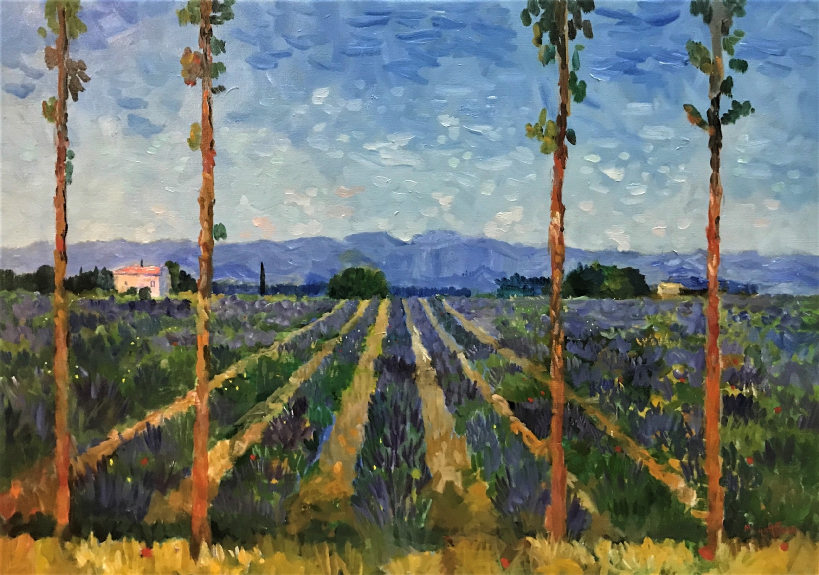 Lavender Through Pine Trees Cassis Provence
